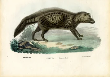 アフリカのシベット、1863-79